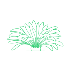 Plants Cycads Burrawang Sticker Outline Svg File, Free Vectors File